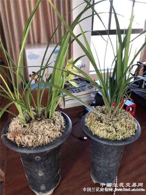 公道吃瓜,揭秘娱乐圈背后的真相 第1张 公道吃瓜,揭秘娱乐圈背后的真相 第1张